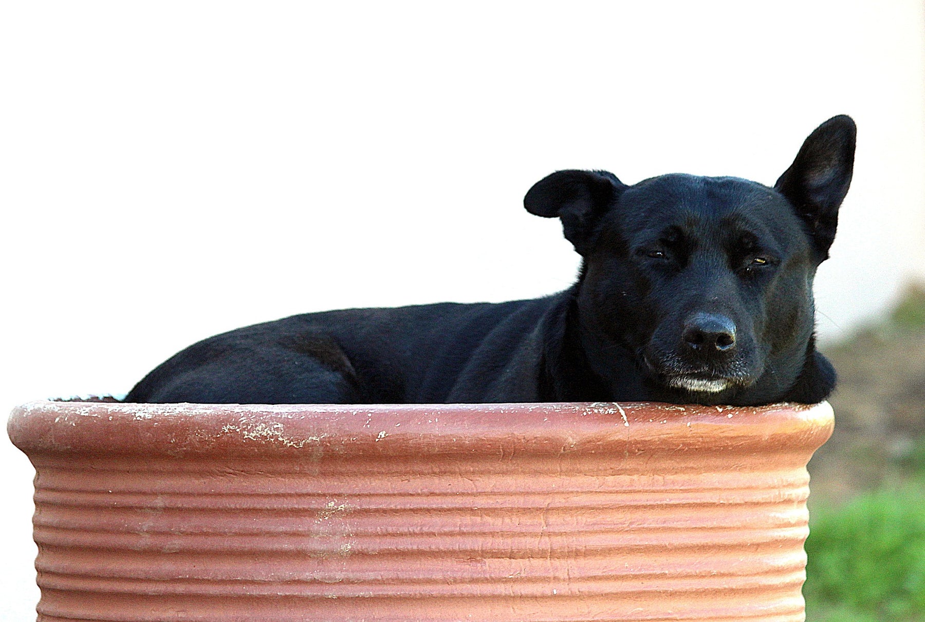 Hundebett-ungemütlich