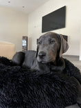 Bild in Galerie-Betrachter laden, DreamersCloud - Hundebett - MyPuppiesDream
