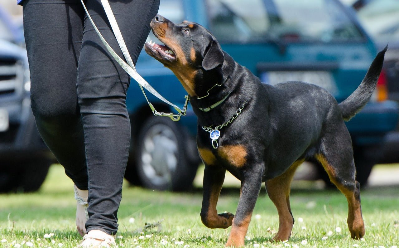 Der ultimative Leitfaden zur Hundeerziehung: Vom Welpen zum gehorsamen Begleiter - MyPuppiesDream