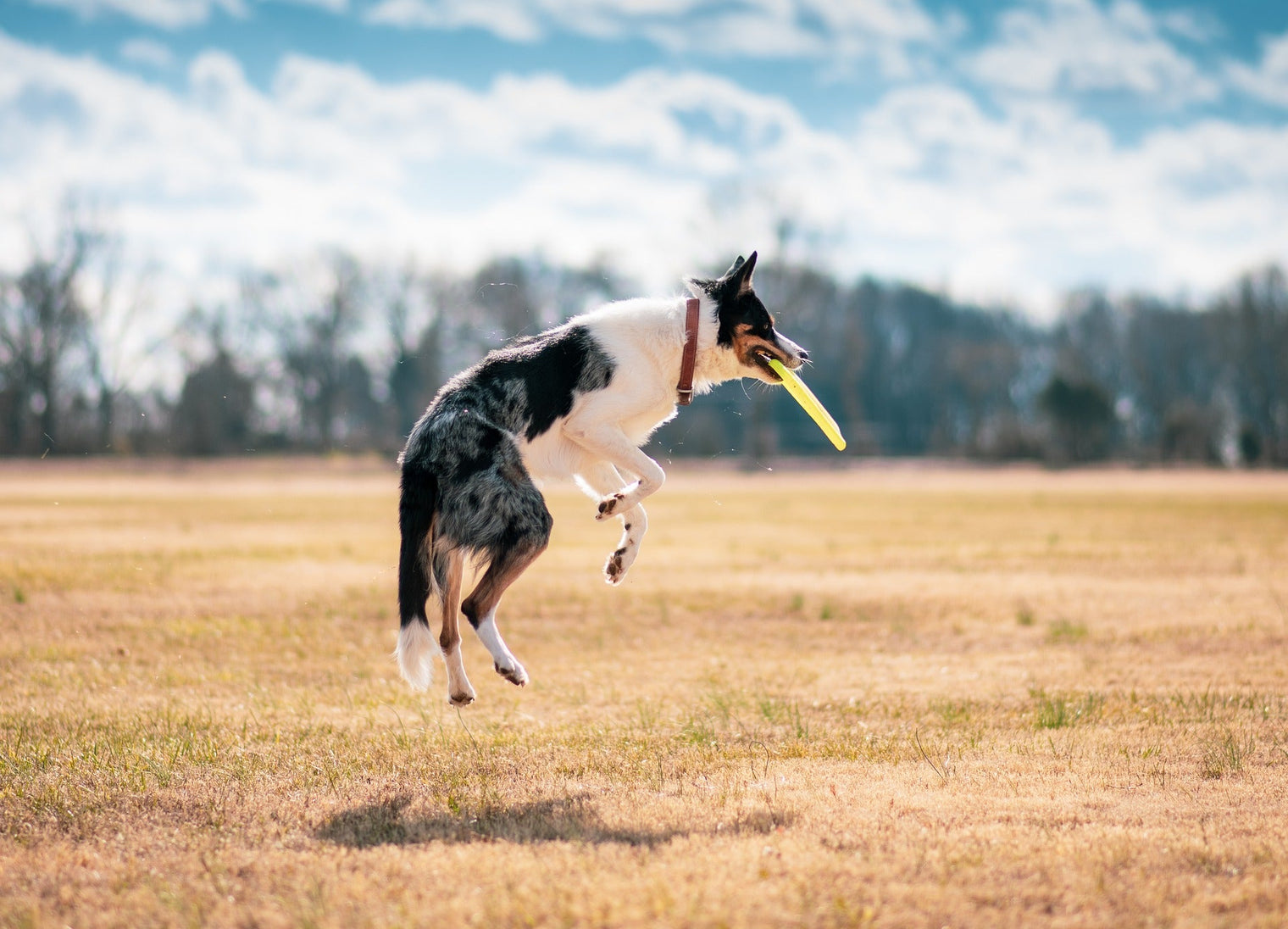 Die Bedeutung von Spielzeug für Hunde - MyPuppiesDream