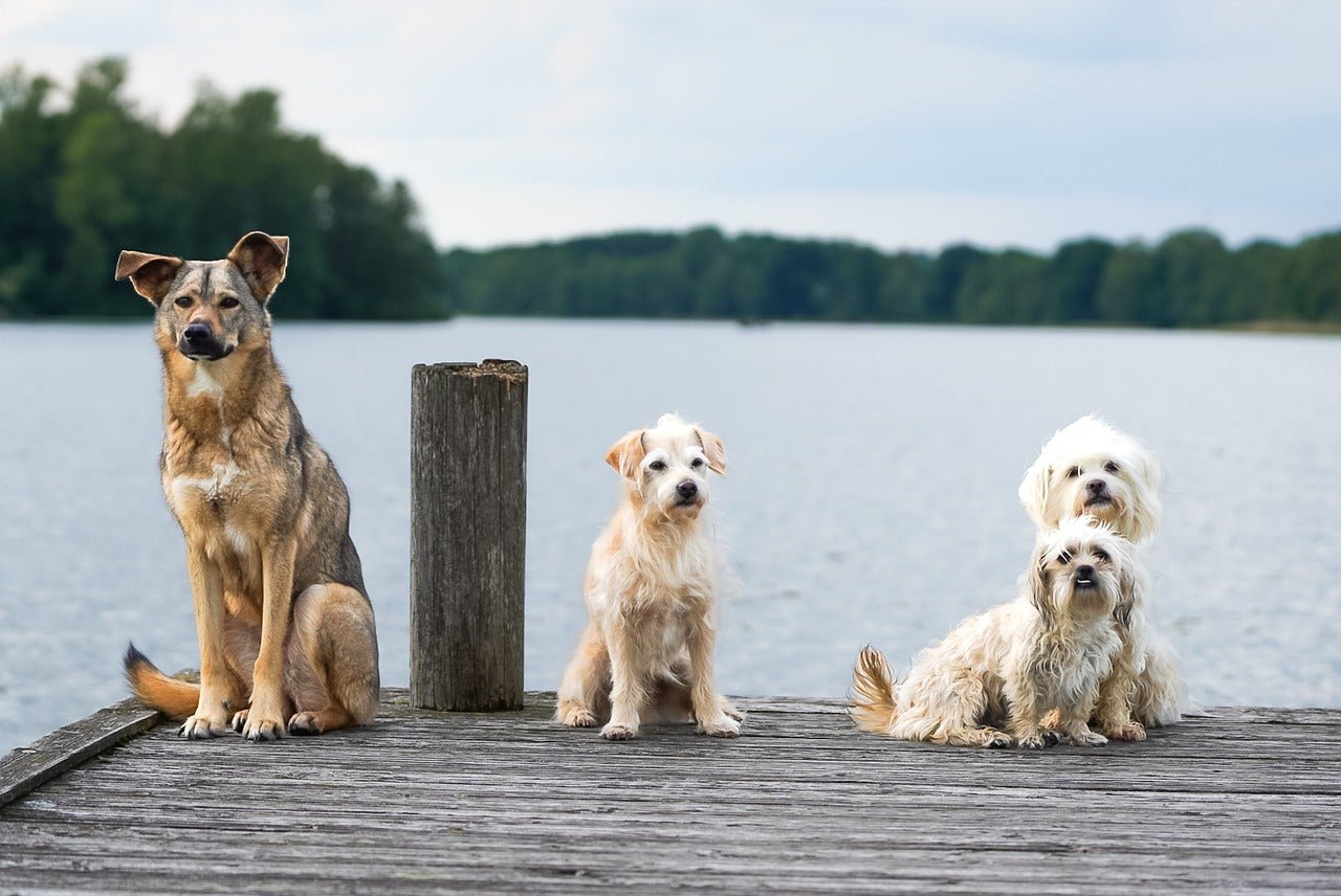 Die besten Hunderassen für Familien: Eine umfassende Übersicht - MyPuppiesDream