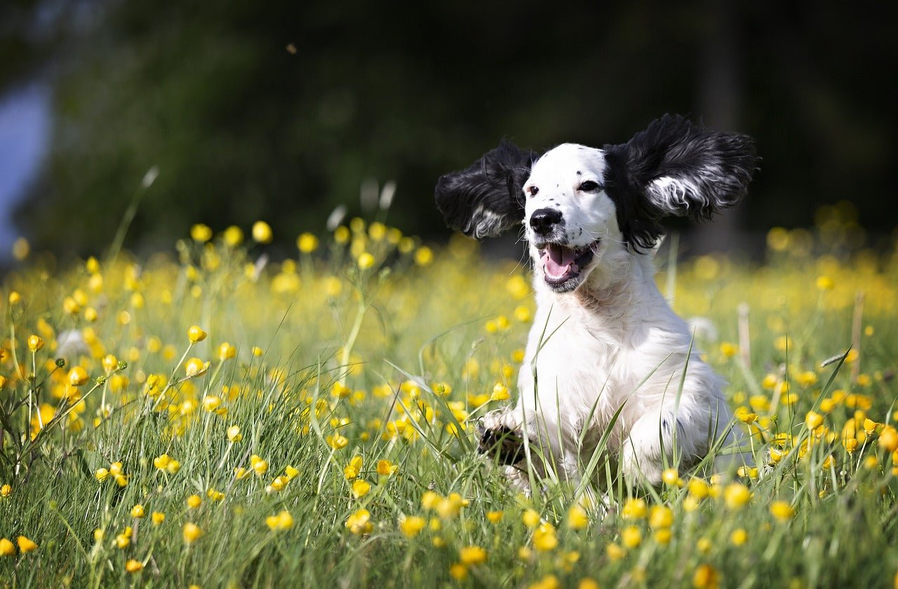 Glückliche Hunde: Tipps für ein erfülltes Hundeleben | Hundeglück pur! - MyPuppiesDream