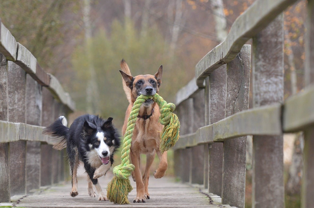 Selbstgemachtes Hundespielzeug: Kreative DIY-Ideen für glückliche Vierbeiner - MyPuppiesDream