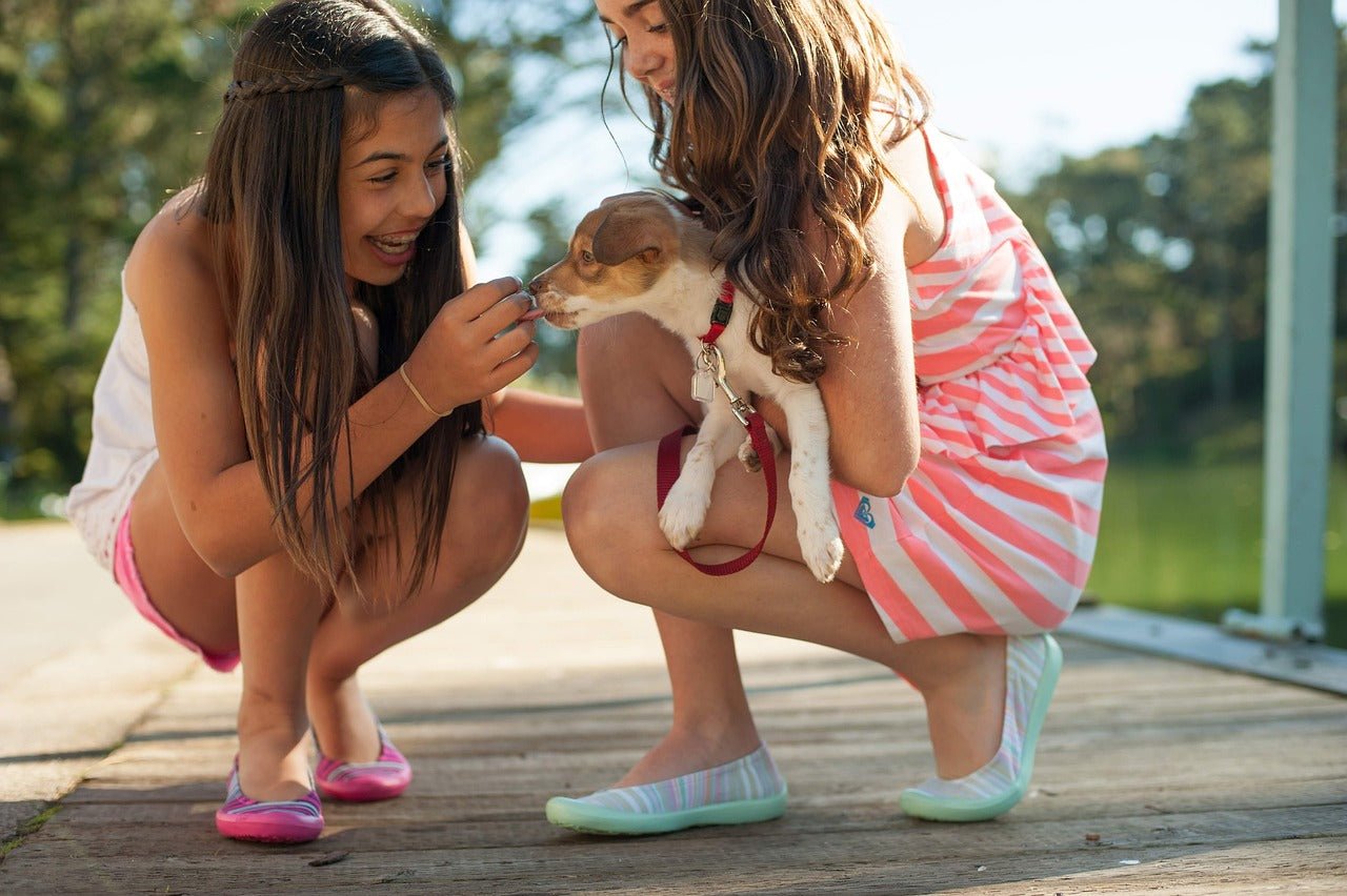 Sozialisationstipps für Welpen: Ein Leitfaden für ein glückliches Hundeleben - MyPuppiesDream